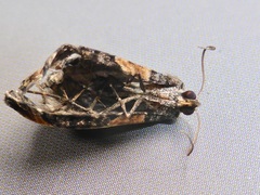 Hydriomena hemizona