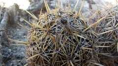 Coryphantha glanduligera