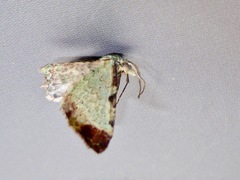 Pasiphila magnimaculata