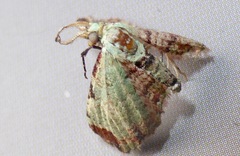 Pasiphila magnimaculata