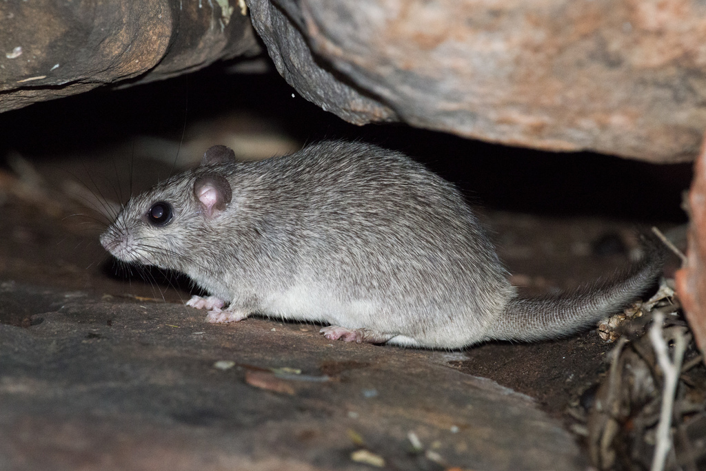 Kimberley Rock Rat