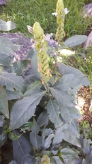 Ecbolium viride
