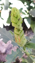 Ecbolium viride