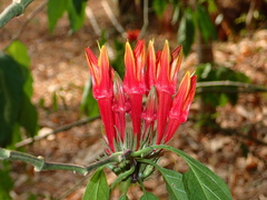 Clinacanthus nutans