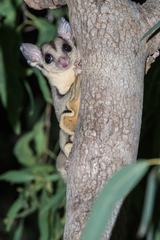 Petaurus breviceps ariel