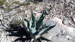 Agave asperrima