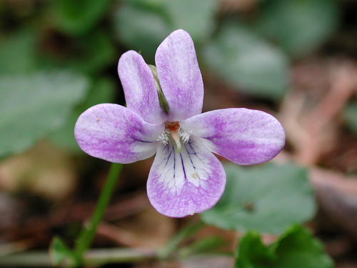 Viola anagae, photograph 2