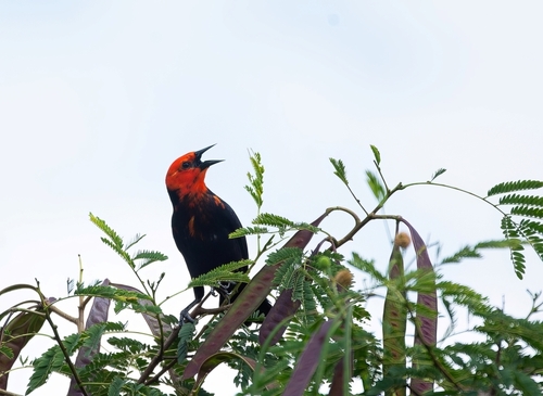 Scarlet-headed Blackbird