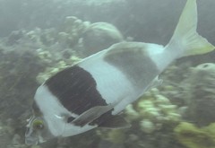 Pseudogoniistius nigripes
