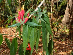 Clinacanthus nutans