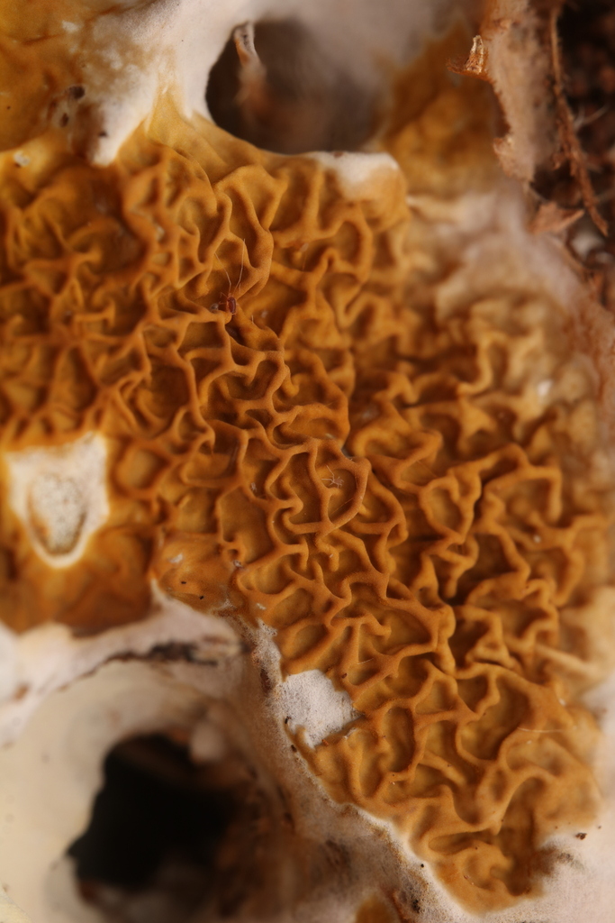 Serpula himantioides · November 2025 · photo: © benjamin189 (iNaturalist, cc-by)