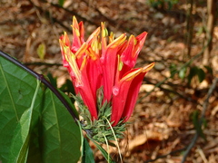 Clinacanthus nutans