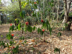 Clinacanthus nutans