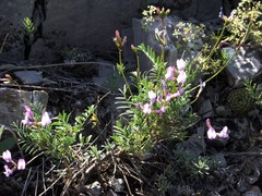 Astragalus karelinianus