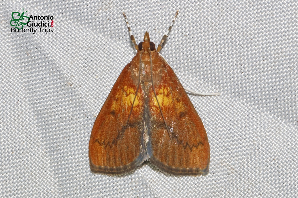 Placosaris turiusalis