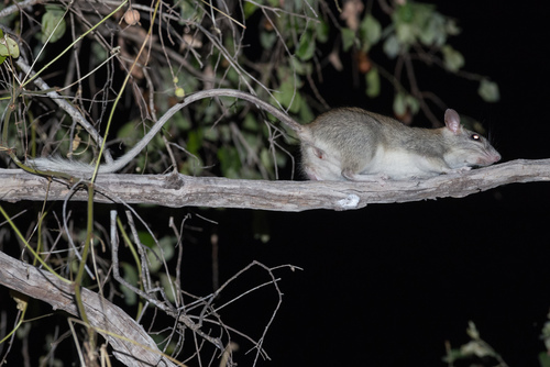 Golden-backed Tree Rat (Mesembriomys macrurus) — Near Threatened Mammalia