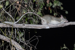 Mesembriomys macrurus