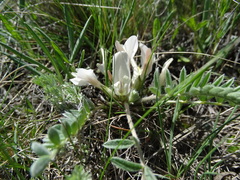 Astragalus testiculatus