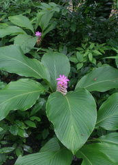 Curcuma petiolata