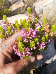 Erica abietina constantiana