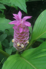 Curcuma petiolata