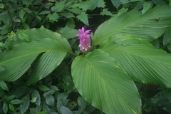 Curcuma petiolata