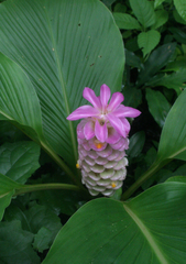 Curcuma petiolata