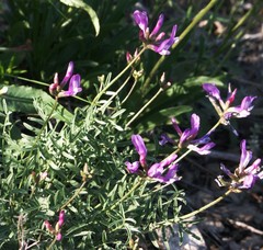 Astragalus karelinianus