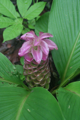 Curcuma petiolata