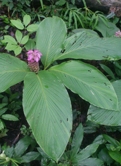 Curcuma petiolata
