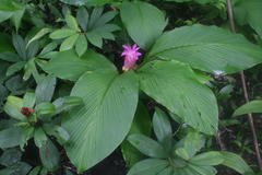 Curcuma petiolata