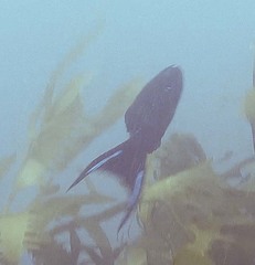 Olisthops cyanomelas