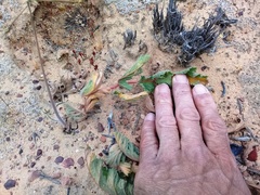 Pelargonium radulifolium