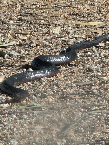 Red-bellied Black Snake sighting