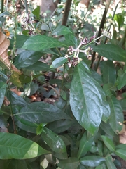 Chassalia curviflora