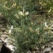 Astragalus karelinianus - Photo (c) Mihail Knjasev, μερικά δικαιώματα διατηρούνται (CC BY-NC), uploaded by Mihail Knjasev