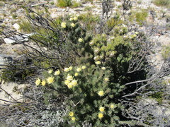 Leucadendron singulare