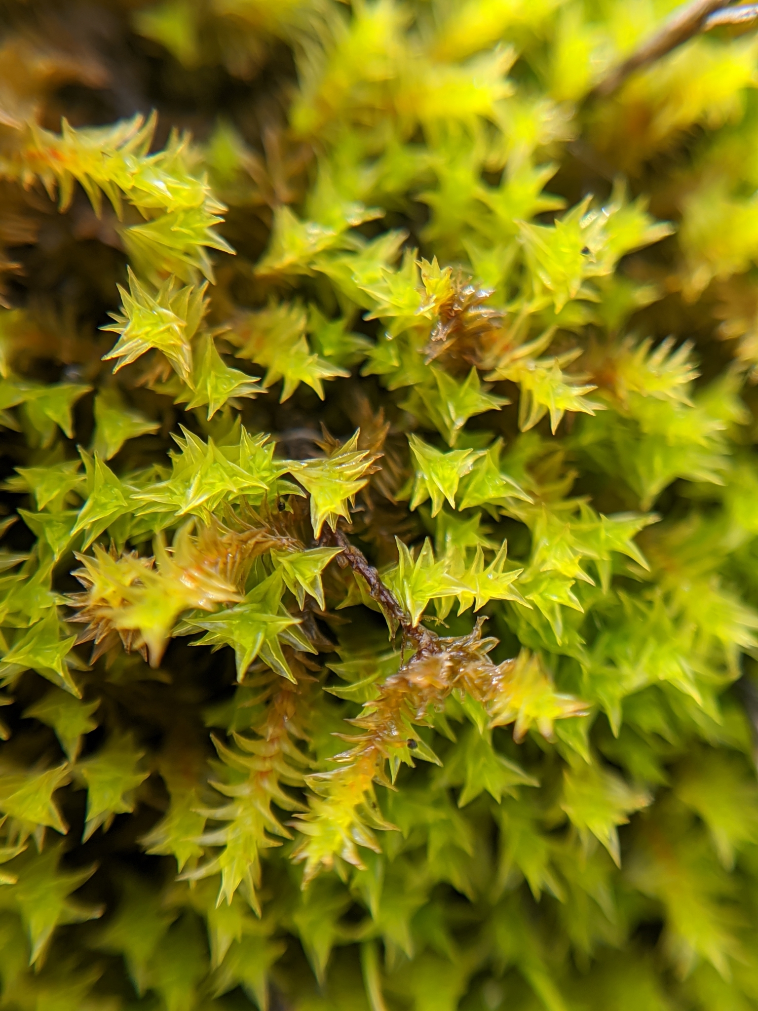 Triquetrella californica
