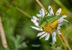 Poecilimon intermedius