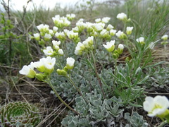 Galitzkya spathulata