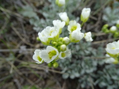 Galitzkya spathulata