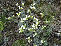 Galitzkya spathulata