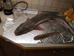 Mustelus mustelus