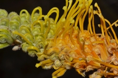 Grevillea eriostachya
