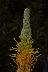Grevillea eriostachya