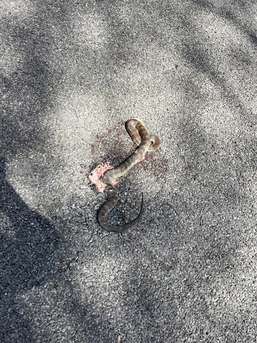 Tiger Snake sighting