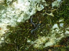 Rossiulus kessleri