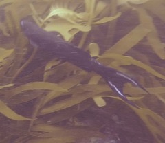 Olisthops cyanomelas