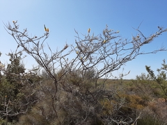 Grevillea eriostachya