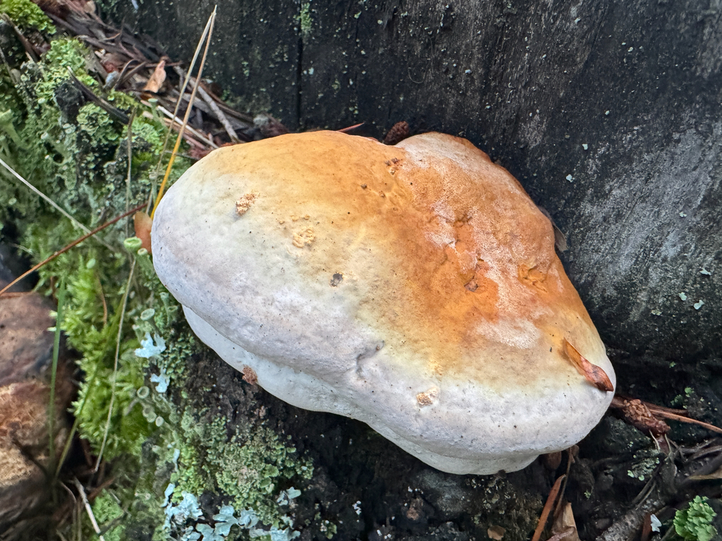 Fomitopsis mounceae · December 2025 · photo: © daniel_observer (iNaturalist, cc-by)